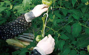 房吊りフック トマト誘引 農業資材の有限会社シーム