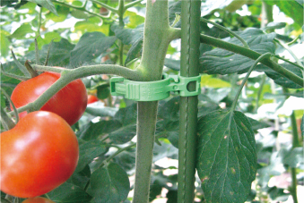 しちゅうキャッチ11 トマト誘引 農業資材の有限会社シーム