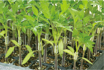 シンプルホルダーシリーズ トマト誘引 農業資材の有限会社シーム