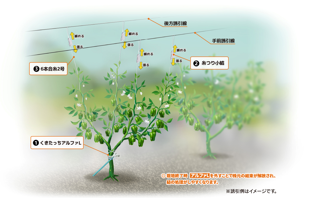 農業資材・誘引クリップの有限会社シーム　誘引例紹介ピーマン（糸つり小結使用）