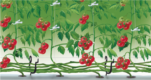 農業資材・誘引クリップの有限会社シーム　トマトの誘引例
